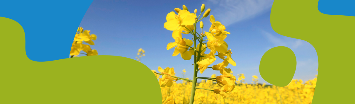 Rapeseed Oil: Benefits, Types & How to Choose