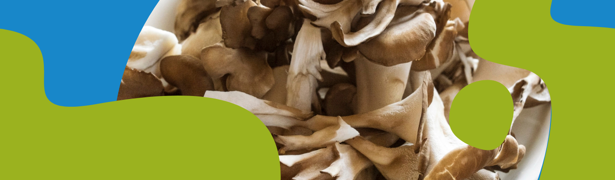 Maitake Mushroom: Properties, Benefits and Supplements