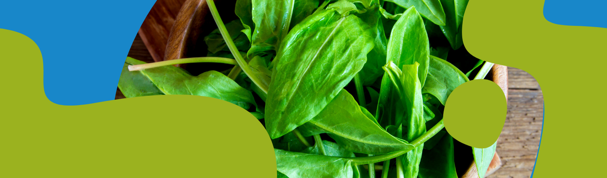 Common Sorrel: Properties, Recipes & Benefits