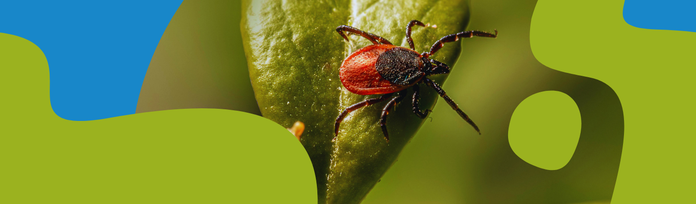 Tick Protection Guide for People and Dogs